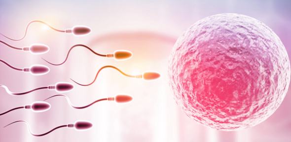 Fertilidad espermatozoide